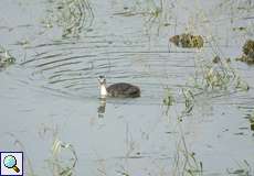 Junger Haubentaucher (Podiceps cristatus) schwimmt auf der Ruhr