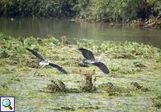 Zwei Graureiher (Ardea cinerea) im überschwemmten Ruhrabschnitt