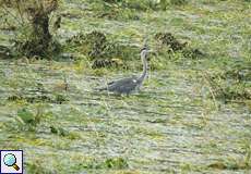 Graureiher (Ardea cinerea) auf einer überfluteten Wiese