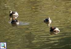 Zwergtaucher-Familie (Tachybaptus ruficollis) mit zwei Jungtieren aus diesem Jahr