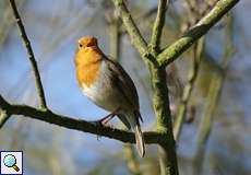 Singendes Rotkehlchen (Erithacus rubecula)