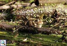 Teichfrosch (Pelophylax esculentus)