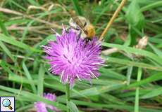 Ackerhummel (Bombus pascuorum) auf einer Blüte