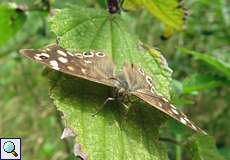 Waldbrettspiel (Pararge aegeria)