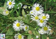 Feinstrahl (Erigeron annuus)