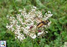 Breitflügelige Raupenfliege (Ectophasia crassipennis)