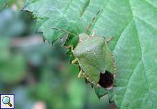 Grüne Stinkwanze (Palomena prasina)