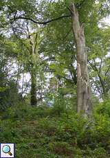 Mächtige Bäume im Naturschutzgebiet Oefter Tal