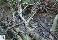 Umgestürzte Bäume im Naturschutzgebiet Oefter Tal