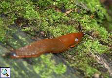 Gewöhnliche Wegschnecke (Arion vulgaris)