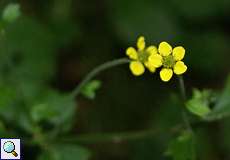 Gewöhnliche Nelkenwurz (Geum urbanum)