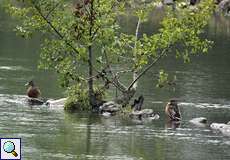 Stockenten (Anas platyrhynchos) an der Ruhr