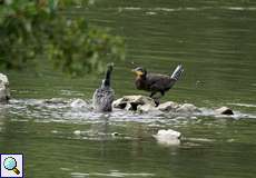 Kormorane (Phalacrocorax carbo carbo) an der Ruhr