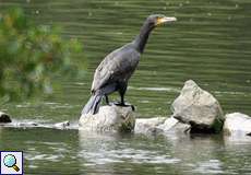 Kormoran (Phalacrocorax carbo carbo) an der Ruhr