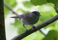 Männliche Mönchsgrasmücke (Sylvia atricapilla atricapilla)