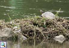 Flussuferläufer (Actitis hypoleucos, links) und Wasserschildkröte an der Ruhr
