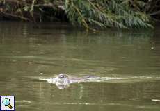 Nutria (Myocastor coypus) im NSG Ruhruferstreifen am Golfplatz Oefte