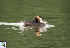 Haubentaucher (Podiceps cristatus)