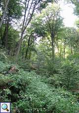 Der Schellenberger Wald im Spätsommer