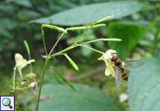 Kleines Springkraut (Impatiens parviflora) mit einer Hainschwebfliege (Episyrphus balteatus)