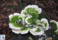 Unbestimmter Baumpilz Nr. 1 im Schellenberger Wald