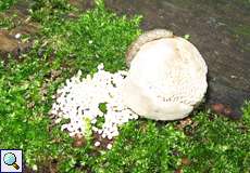 Raupe auf einem Pilz