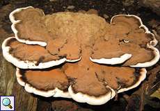 Unbestimmter Baumpilz Nr. 4 im Schellenberger Wald