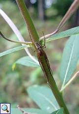 Herbstspinne (Metellina segmentata)