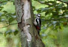 Buntspecht (Dendrocopos major)