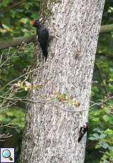 Schwarzspecht (Dryocopus martius) und Buntspecht (Dendrocopos major) im Schellenberger Wald