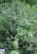 Europäische Stechpalme (Ilex aquifolium) im Schellenberger Wald