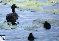 Weibliche Reiherente (Aythya fuligula) mit Nachwuchs