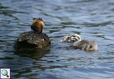 Haubentaucher (Podiceps cristatus) mit Nachwuchs