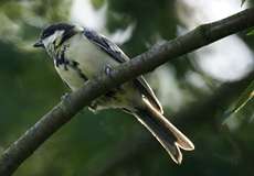 Kohlmeise (Parus major)