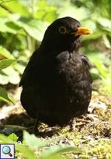 Männliche Amsel (Turdus merula)