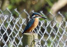 Eisvogel (Alcedo atthis)