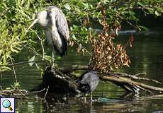 Graureiher (Ardea cinerea, links) und Blässhuhn (Fulica atra)