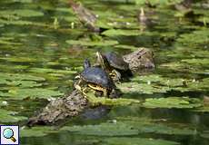 Rotwangen-Schmuckschildkröten (Trachemys scripta elegans) sonnen sich