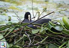 Blässhuhn (Fulica atra) auf seinem schwimmenden Nest