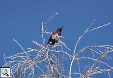 Singender Star (Sturnus vulgaris) an einem Wintermorgen