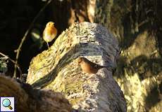 Buchfink (Fringilla coelebs, rechts) und Rotkehlchen (Erithacus rubecula)