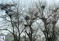 Nester der Graureiherkolonie im Winter