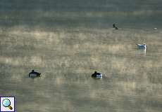 Reiherenten (Aythya fuligula) und Lachmöwe (Chroicocephalus ridibundus) auf dem Baldeneysee