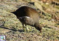 Teichhuhn (Gallinula chloropus)