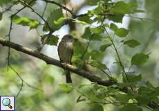 Grauschnäpper (Muscicapa striata)