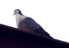 Hohltaube (Columba oenas)