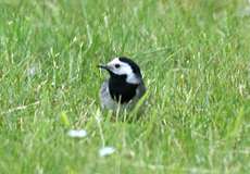 Bachstelze (Motacilla alba)