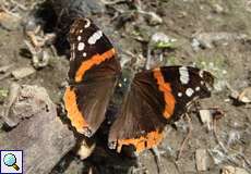 Admiral (Red Admiral, Vanessa atalanta)