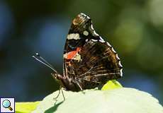 Admiral (Red Admiral, Vanessa atalanta)