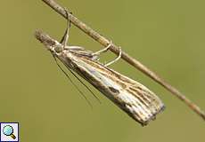 Agriphila inquinatella (Barred Grass-veneer)